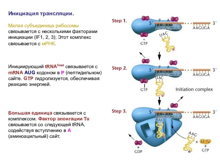 Инициация трансляции. Малая субъединица рибосомы связывается с несколькими факторами инициации (IF1,