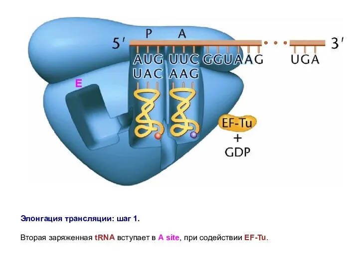 Элонгация трансляции: шаг 1. Вторая заряженная tRNA вступает в A site, при содействии EF-Tu.