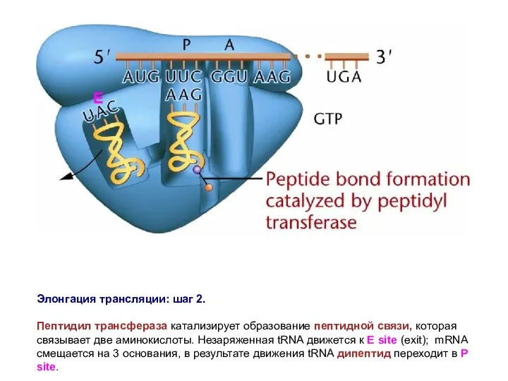 Элонгация трансляции: шаг 2. Пептидил трансфераза катализирует образование пептидной связи, которая