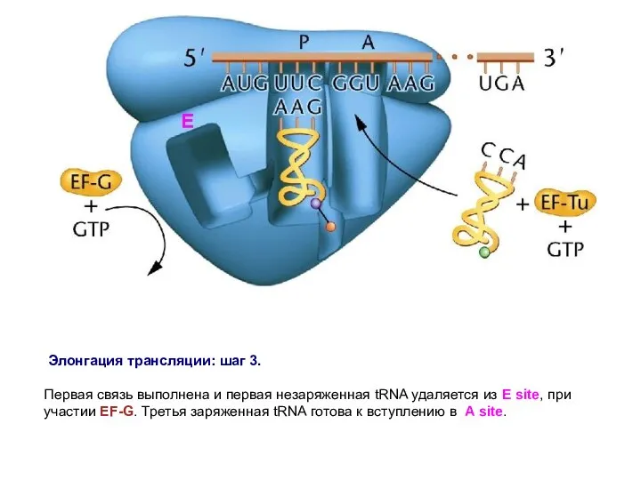 Элонгация трансляции: шаг 3. Первая связь выполнена и первая незаряженная tRNA