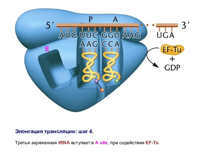 Элонгация трансляции: шаг 4. Третья заряженная tRNA вступает в A site, при содействии EF-Tu.