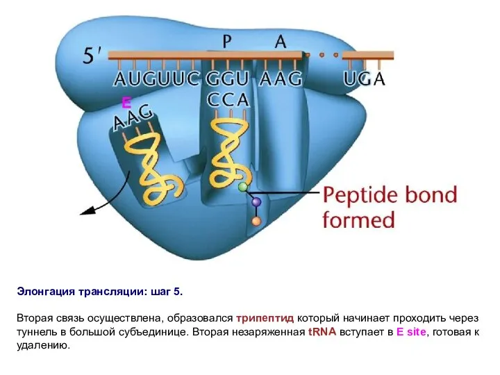 Элонгация трансляции: шаг 5. Вторая связь осуществлена, образовался трипептид который начинает