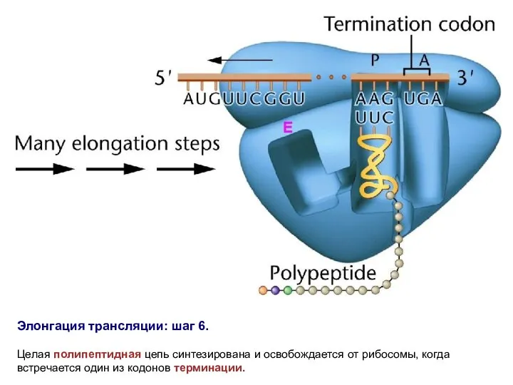 Элонгация трансляции: шаг 6. Целая полипептидная цепь синтезирована и освобождается от