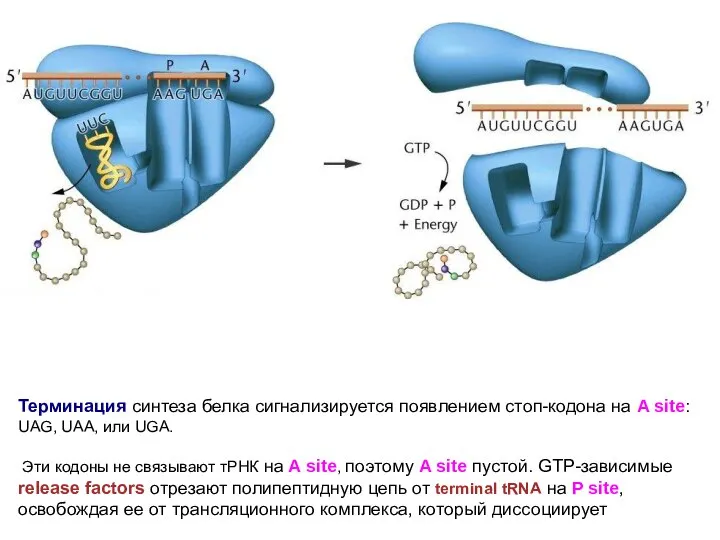 Терминация синтеза белка сигнализируется появлением стоп-кодона на A site: UAG, UAA,
