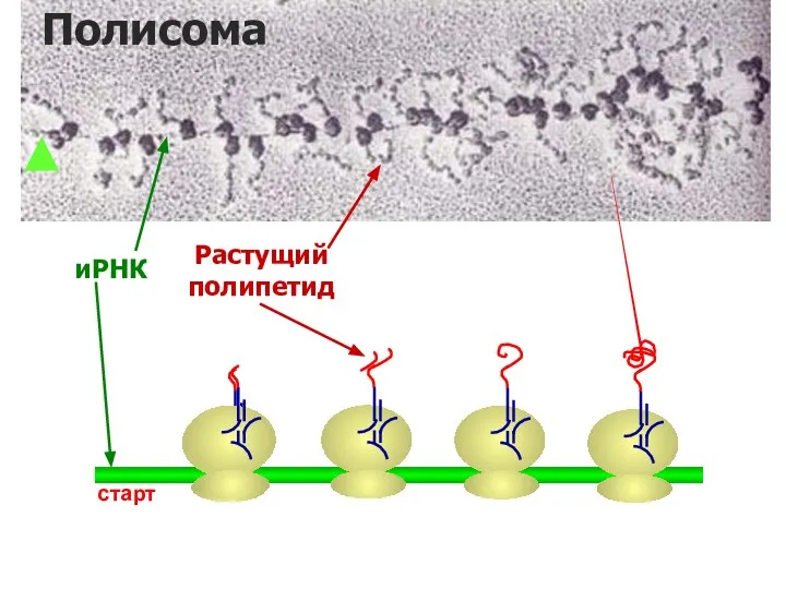 иРНК Растущий полипетид старт Полисома