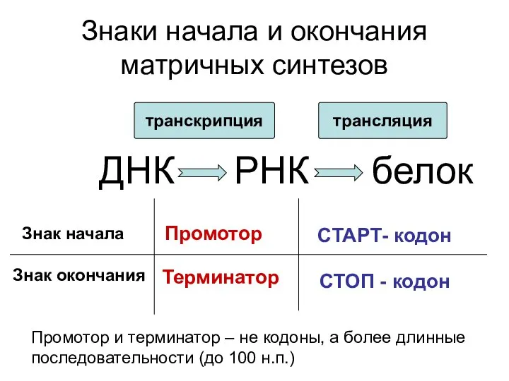 Знаки начала и окончания матричных синтезов ДНК РНК белок транскрипция трансляция