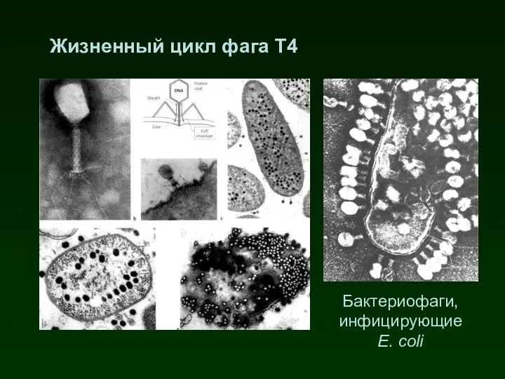 Жизненный цикл фага Т4 Бактериофаги, инфицирующие E. coli