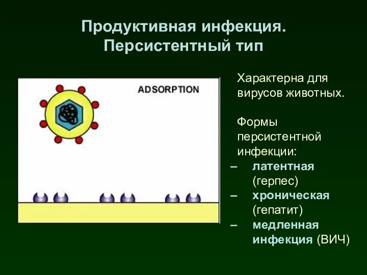 Продуктивная инфекция. Персистентный тип Характерна для вирусов животных. Формы персистентной инфекции: