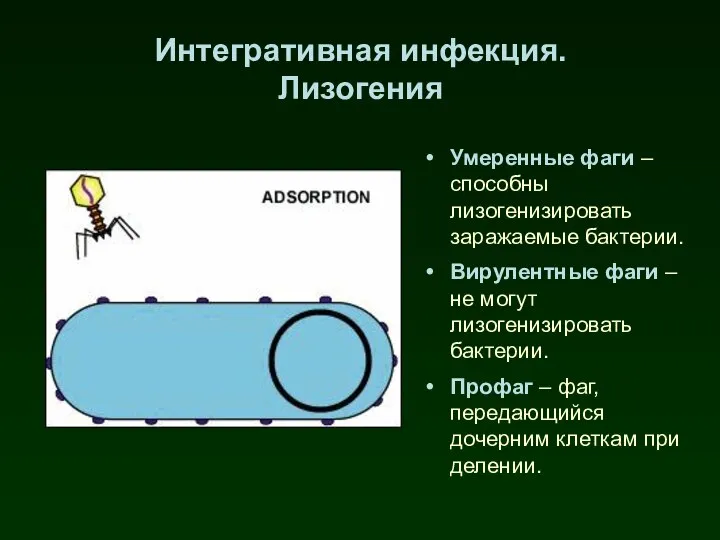 Интегративная инфекция. Лизогения Умеренные фаги – способны лизогенизировать заражаемые бактерии. Вирулентные