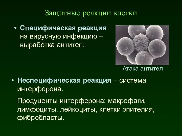 Защитные реакции клетки Специфическая реакция на вирусную инфекцию – выработка антител.