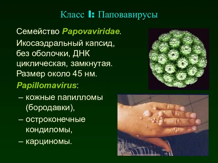 Класс I: Паповавирусы Семейство Papovaviridae. Икосаэдральный капсид, без оболочки, ДНК циклическая,