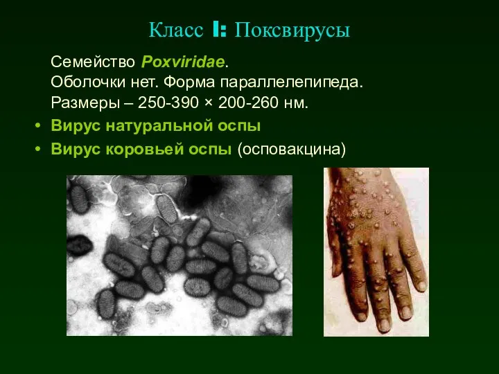 Класс I: Поксвирусы Семейство Poxviridae. Оболочки нет. Форма параллелепипеда. Размеры –