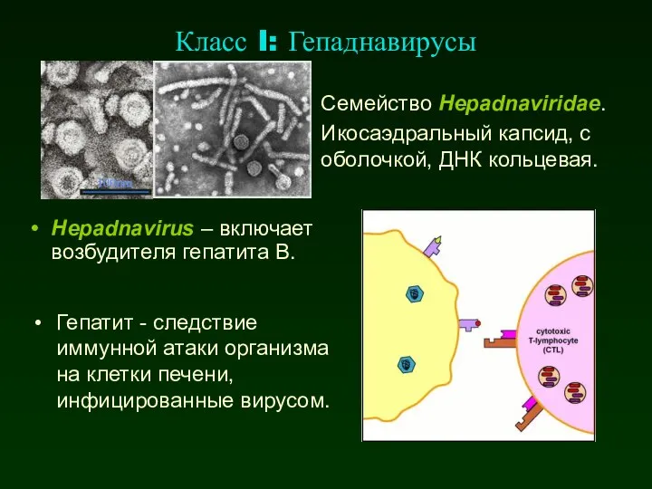 Класс I: Гепаднавирусы Семейство Hepadnaviridae. Икосаэдральный капсид, с оболочкой, ДНК кольцевая.