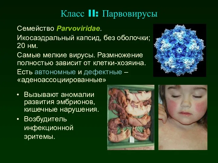 Класс II: Парвовирусы Семейство Parvoviridae. Икосаэдральный капсид, без оболочки; 20 нм.