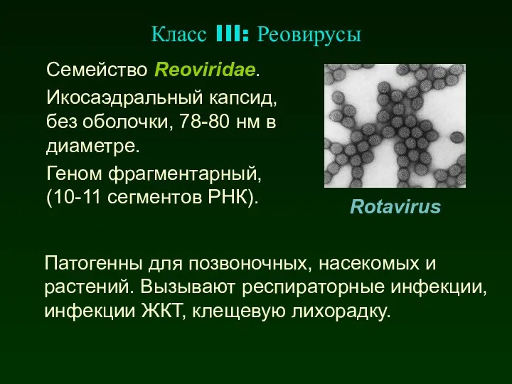 Класс III: Реовирусы Семейство Reoviridae. Икосаэдральный капсид, без оболочки, 78-80 нм