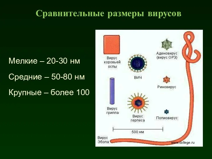 Сравнительные размеры вирусов www.college.ru Мелкие – 20-30 нм Средние – 50-80 нм Крупные – более 100