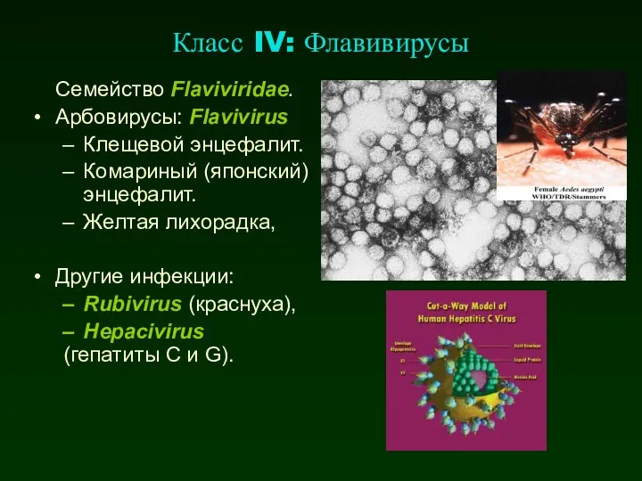 Класс IV: Флавивирусы Семейство Flaviviridae. Арбовирусы: Flavivirus Клещевой энцефалит. Комариный (японский)
