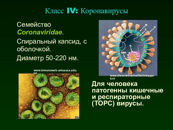 Класс IV: Коронавирусы Семейство Coronaviridae. Спиральный капсид, с оболочкой. Диаметр 50-220