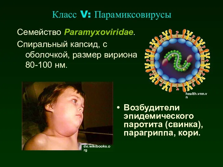 Класс V: Парамиксовирусы Семейство Paramyxoviridae. Спиральный капсид, с оболочкой, размер вириона