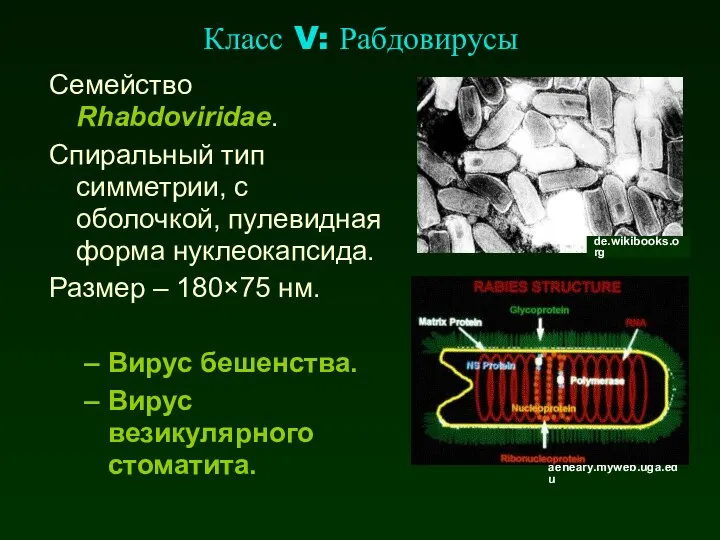 Класс V: Рабдовирусы Семейство Rhabdoviridae. Спиральный тип симметрии, с оболочкой, пулевидная