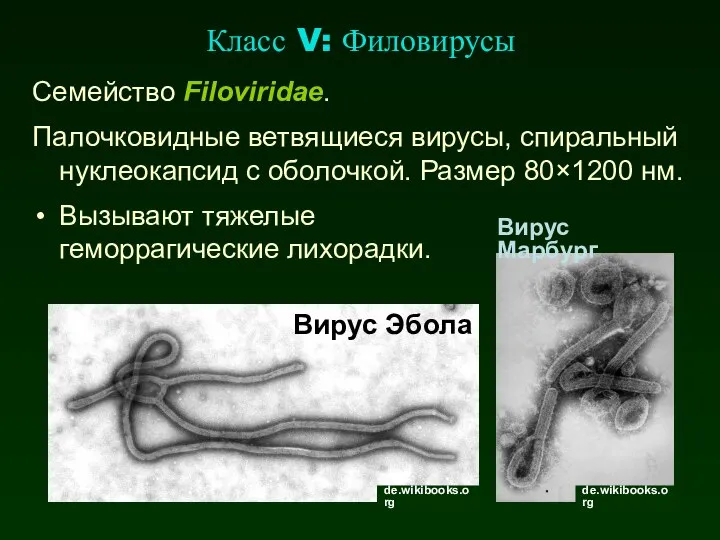 Класс V: Филовирусы Семейство Filoviridae. Палочковидные ветвящиеся вирусы, спиральный нуклеокапсид с