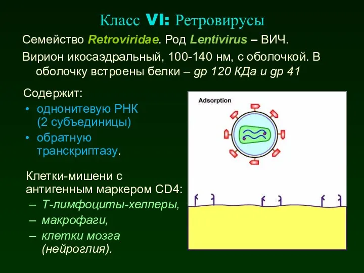 Класс VI: Ретровирусы Семейство Retroviridae. Род Lentivirus – ВИЧ. Вирион икосаэдральный,