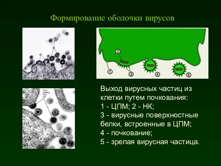 Выход вирусных частиц из клетки путем почкования: 1 - ЦПМ; 2