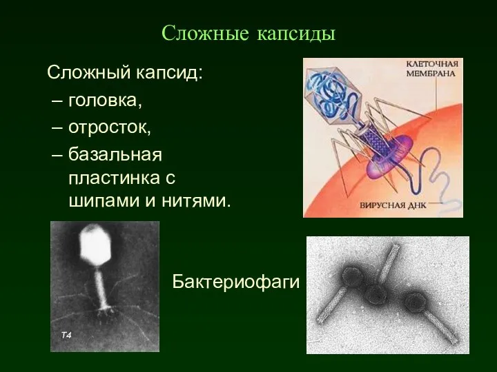 Сложные капсиды Сложный капсид: головка, отросток, базальная пластинка с шипами и нитями. Бактериофаги