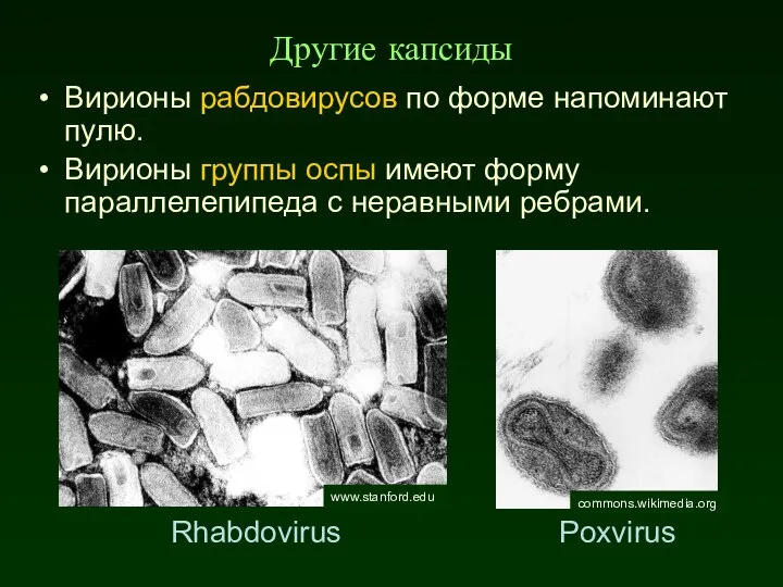 Вирионы рабдовирусов по форме напоминают пулю. Вирионы группы оспы имеют форму