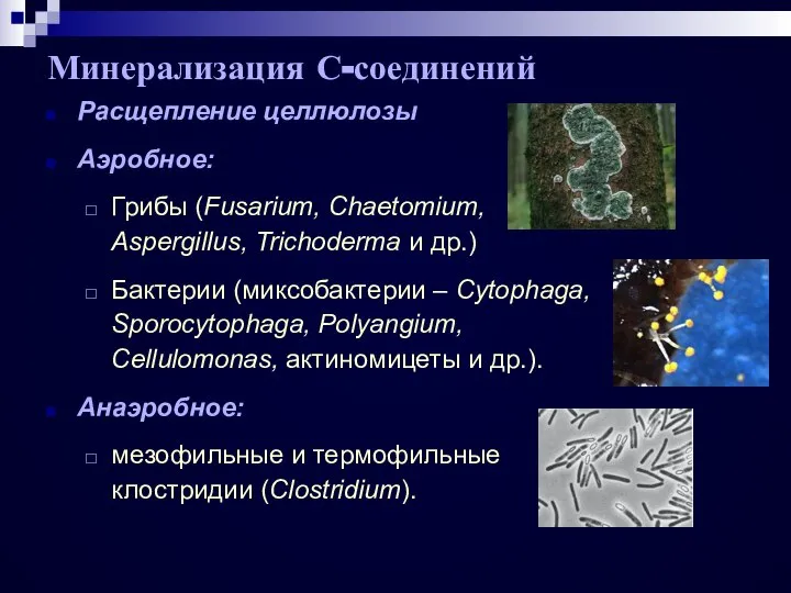 Минерализация С-соединений Расщепление целлюлозы Аэробное: Грибы (Fusarium, Chaetomium, Aspergillus, Trichoderma и