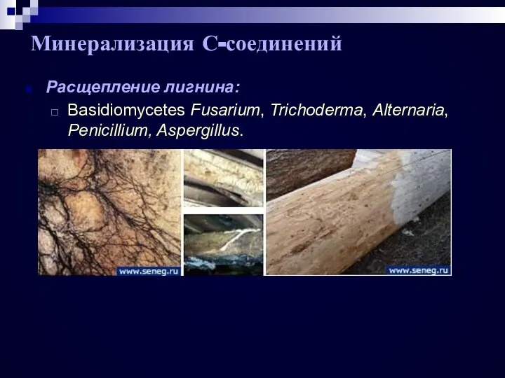 Расщепление лигнина: Basidiomycetes Fusarium, Trichoderma, Alternaria, Penicillium, Aspergillus. Минерализация С-соединений