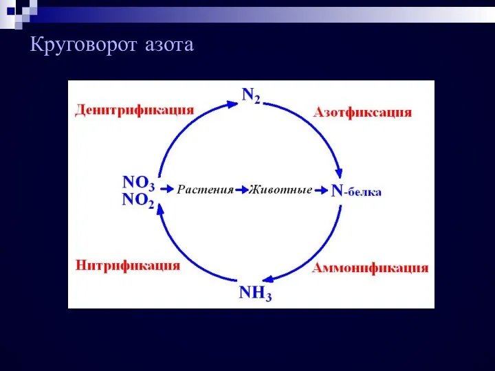 Круговорот азота