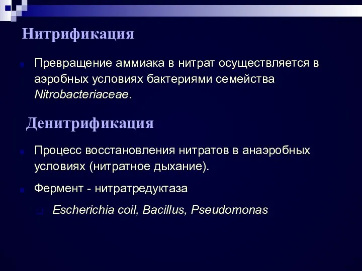 Нитрификация Превращение аммиака в нитрат осуществляется в аэробных условиях бактериями семейства