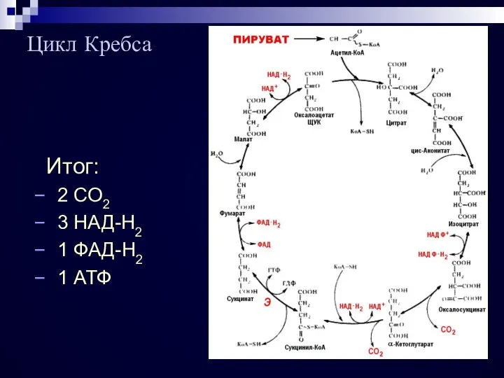 Цикл Кребса Итог: 2 CO2 3 НАД-H2 1 ФАД-H2 1 АТФ