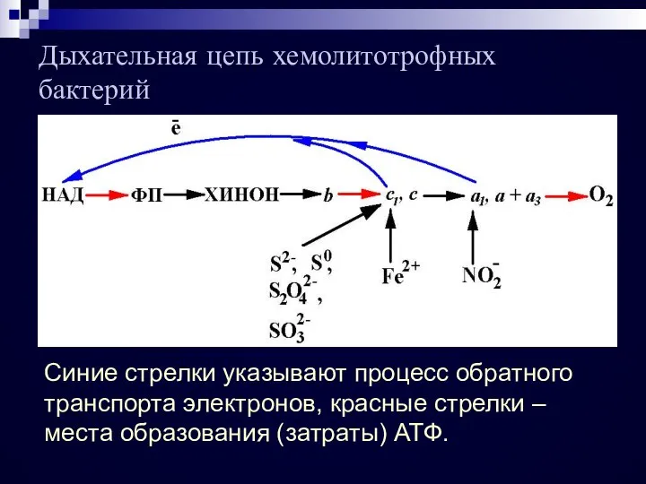 Дыхательная цепь хемолитотрофных бактерий Синие стрелки указывают процесс обратного транспорта электронов,