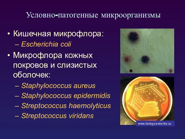 Условно-патогенные микроорганизмы Кишечная микрофлора: Escherichia coli Микрофлора кожных покровов и слизистых