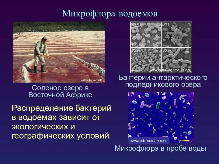 Микрофлора водоемов Распределение бактерий в водоемах зависит от экологических и географических