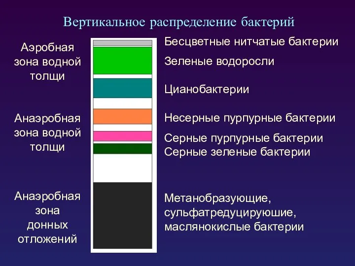 Вертикальное распределение бактерий