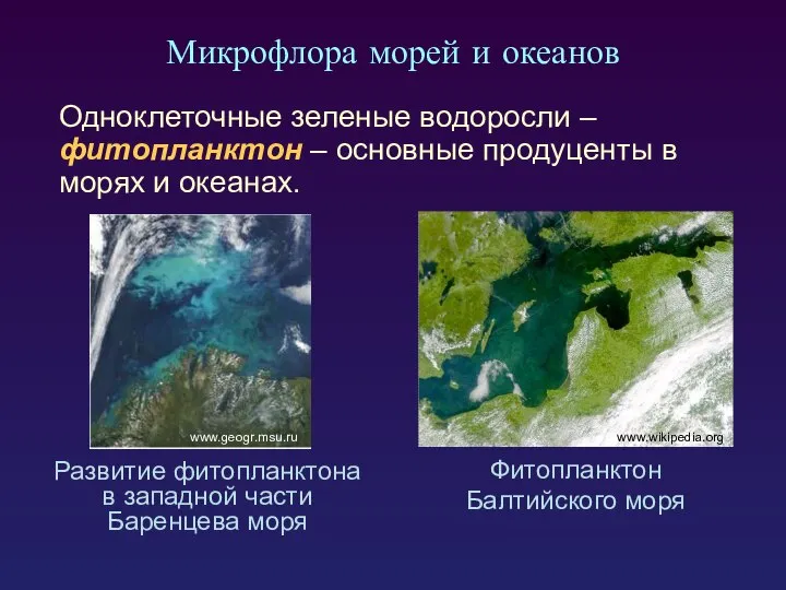 Микрофлора морей и океанов Одноклеточные зеленые водоросли – фитопланктон – основные