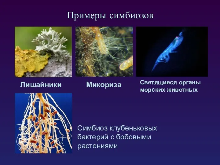 Примеры симбиозов Лишайники Микориза Симбиоз клубеньковых бактерий с бобовыми растениями Светящиеся органы морских животных