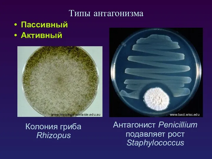 Типы антагонизма Пассивный Активный Антагонист Penicillium подавляет рост Staphylococcus Колония гриба Rhizopus www.bact.wisc.edu www.mycology.adelaide.edu.au