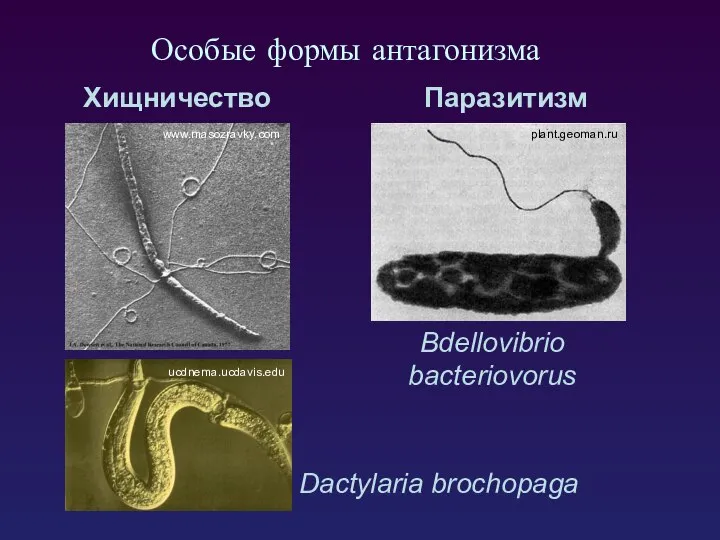 Особые формы антагонизма Dactylaria brochopaga Bdellovibrio bacteriovorus Паразитизм Хищничество www.masozravky.com plant.geoman.ru ucdnema.ucdavis.edu