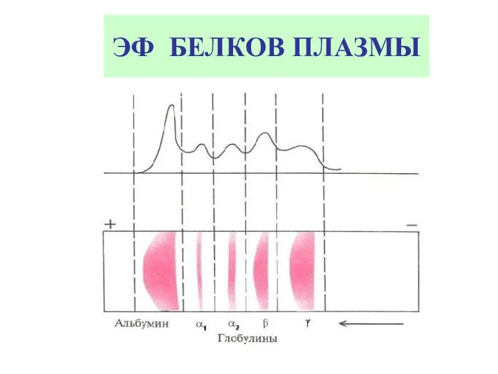 ЭФ БЕЛКОВ ПЛАЗМЫ