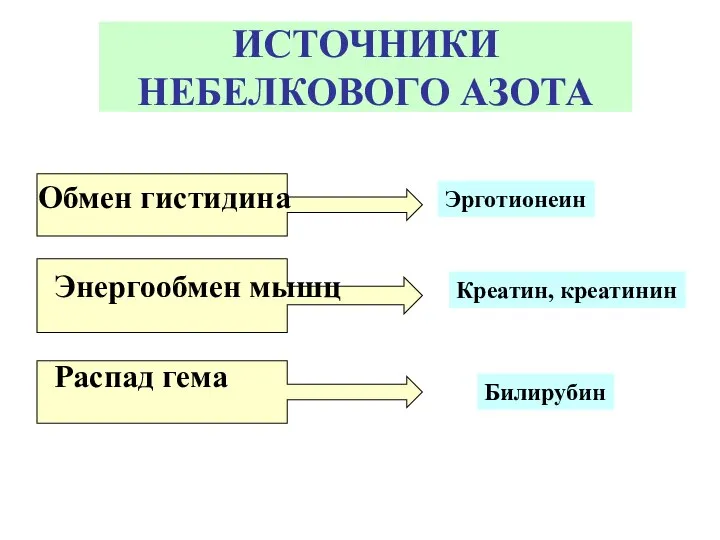 ИСТОЧНИКИ НЕБЕЛКОВОГО АЗОТА Обмен гистидина Энергообмен мышц Распад гема Эрготионеин Креатин, креатинин Билирубин