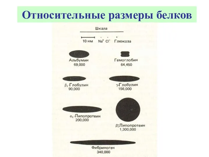 Относительные размеры белков