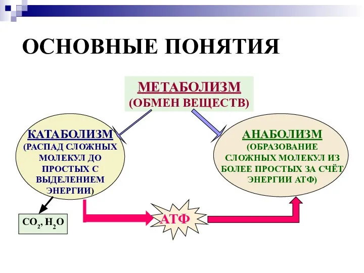 ОСНОВНЫЕ ПОНЯТИЯ МЕТАБОЛИЗМ (ОБМЕН ВЕЩЕСТВ) КАТАБОЛИЗМ (РАСПАД СЛОЖНЫХ МОЛЕКУЛ ДО ПРОСТЫХ