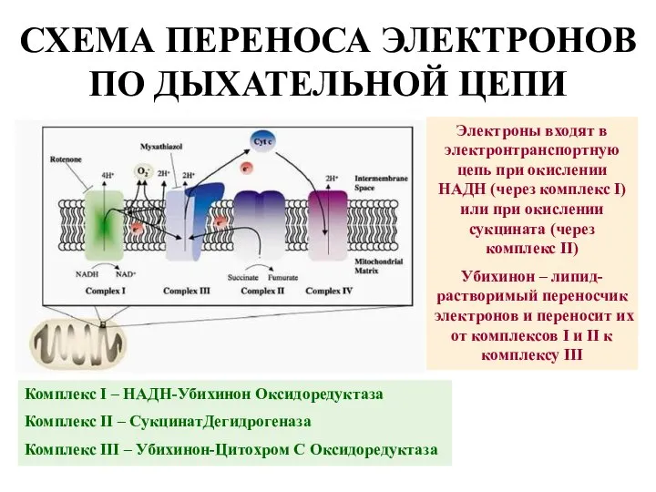 СХЕМА ПЕРЕНОСА ЭЛЕКТРОНОВ ПО ДЫХАТЕЛЬНОЙ ЦЕПИ Комплекс I – НАДН-Убихинон Оксидоредуктаза