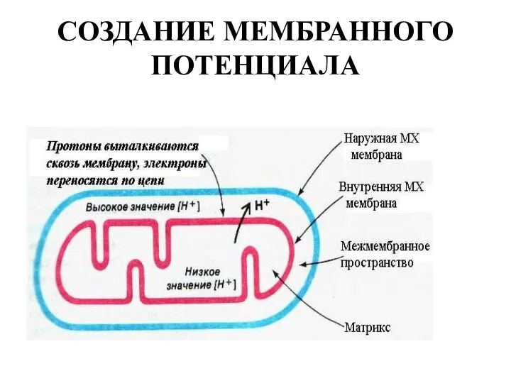 СОЗДАНИЕ МЕМБРАННОГО ПОТЕНЦИАЛА