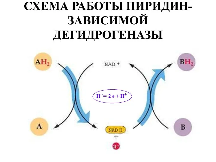 СХЕМА РАБОТЫ ПИРИДИН-ЗАВИСИМОЙ ДЕГИДРОГЕНАЗЫ Н -= 2 е + Н+