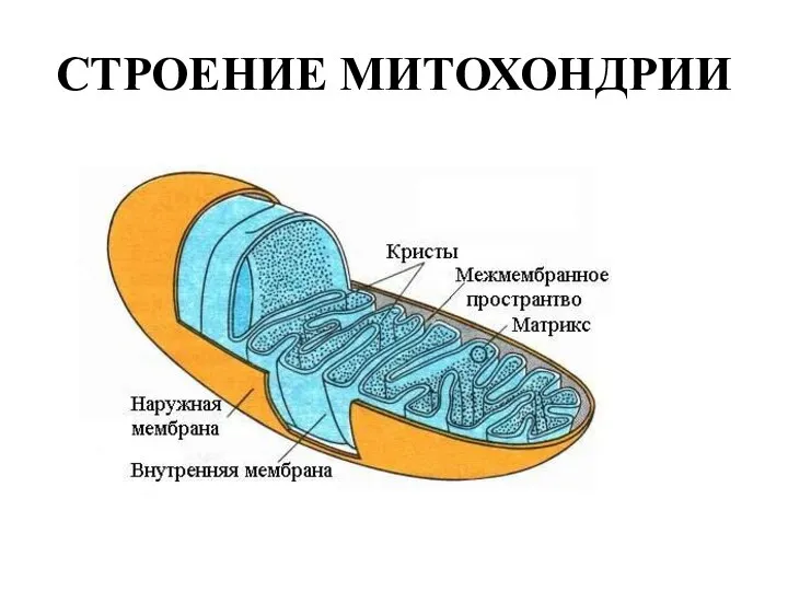 СТРОЕНИЕ МИТОХОНДРИИ